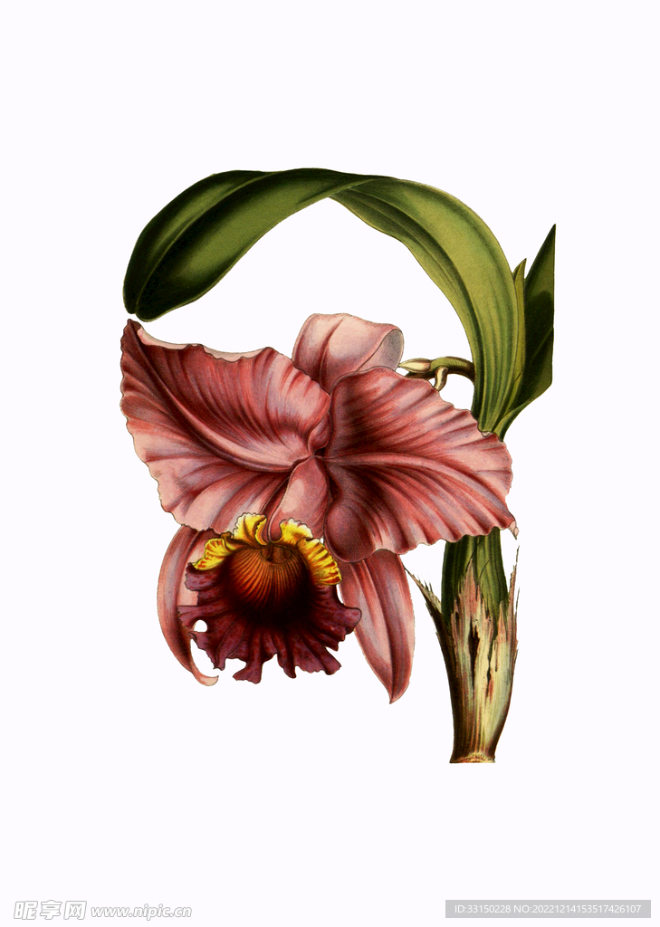 数码印花  手绘花