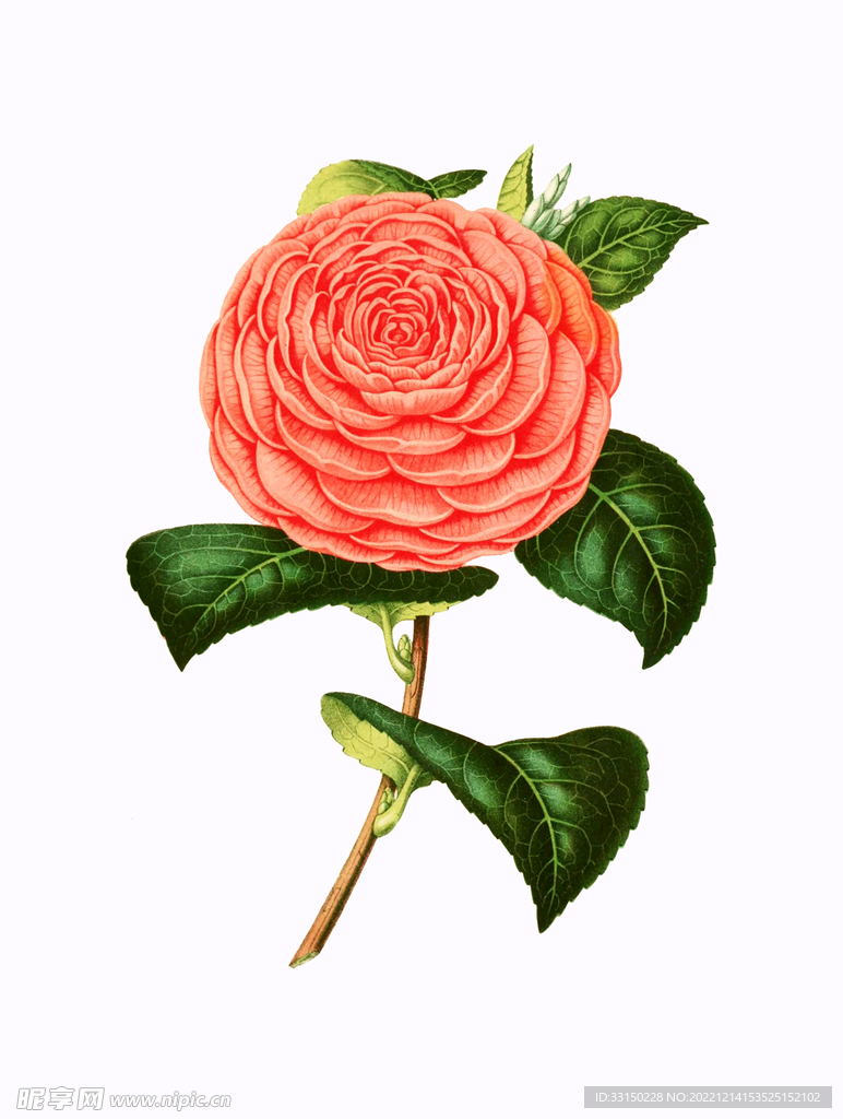 数码印花 手绘花