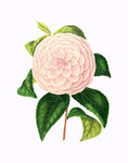 数码印花水彩花