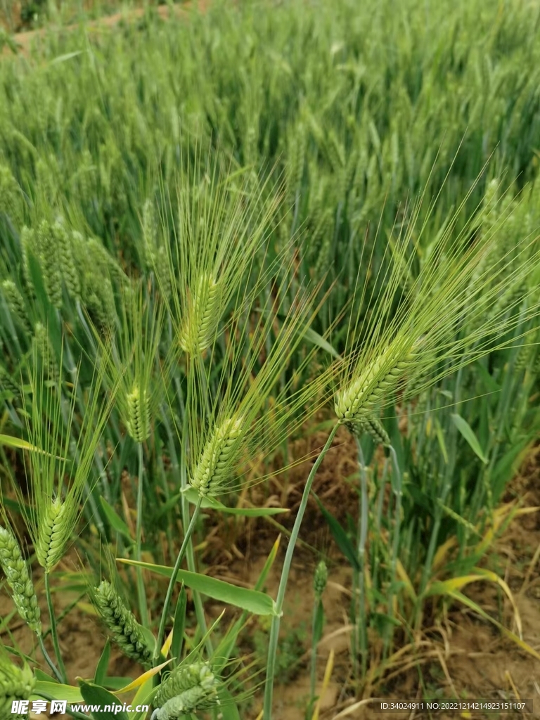 小麦田中的大麦