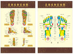 足部反射区挂图