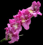 粉红唐菖蒲