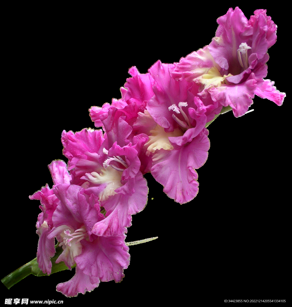 粉红唐菖蒲