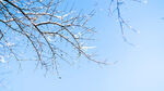 辽宁抚顺高尔山风景区蓝天树枝雪