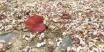 栾树花和果