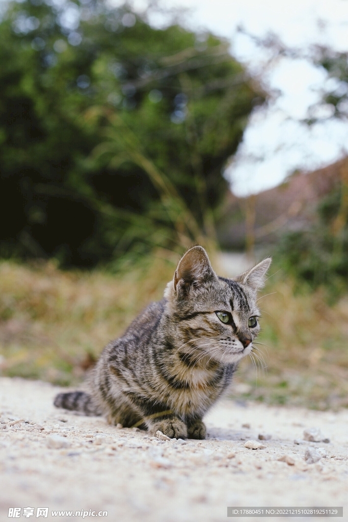 猫