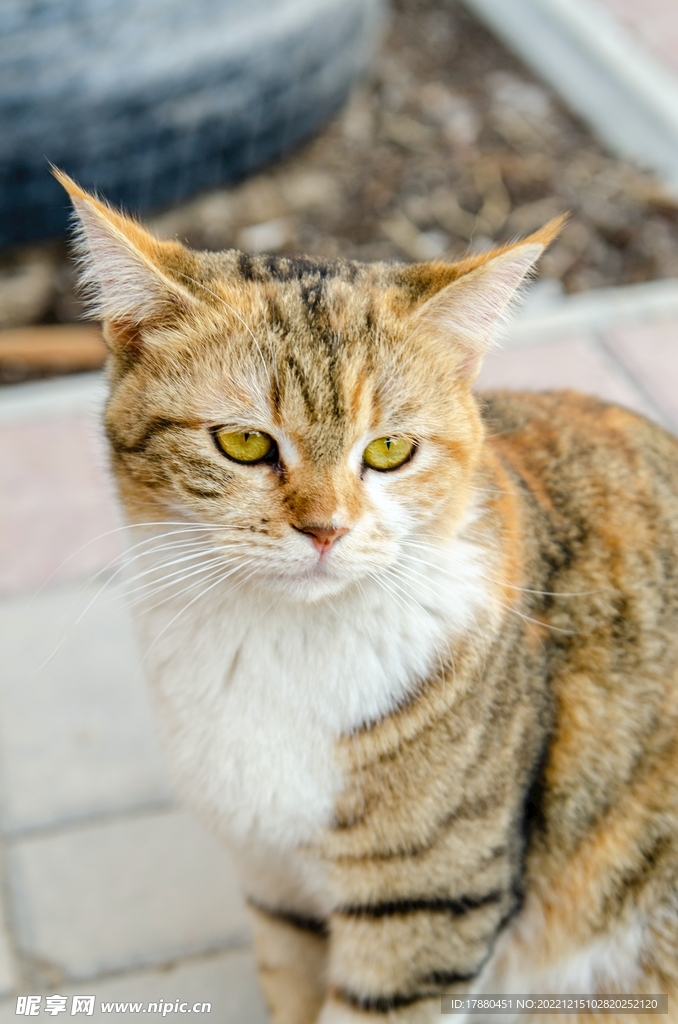 猫