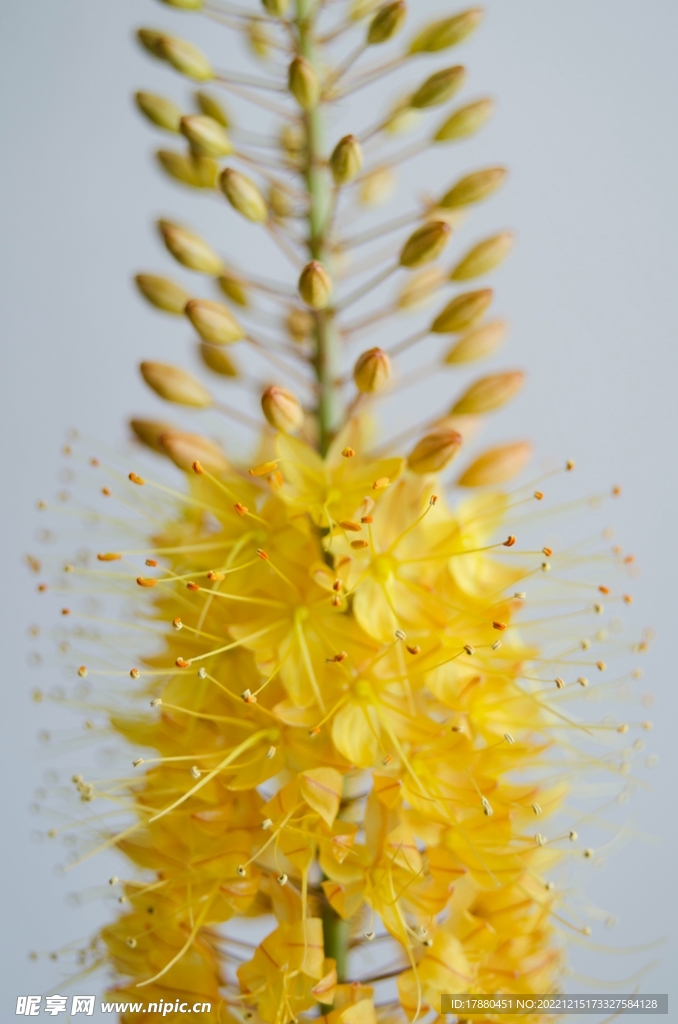 独尾草
