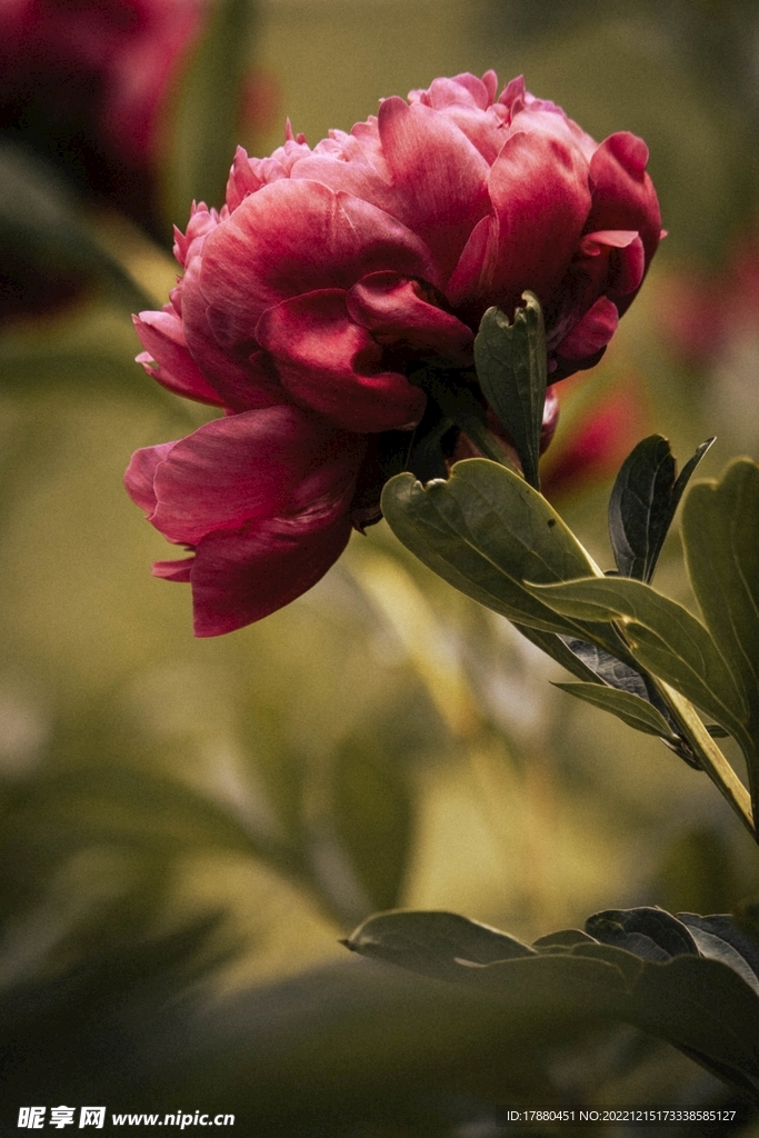 蜡菊