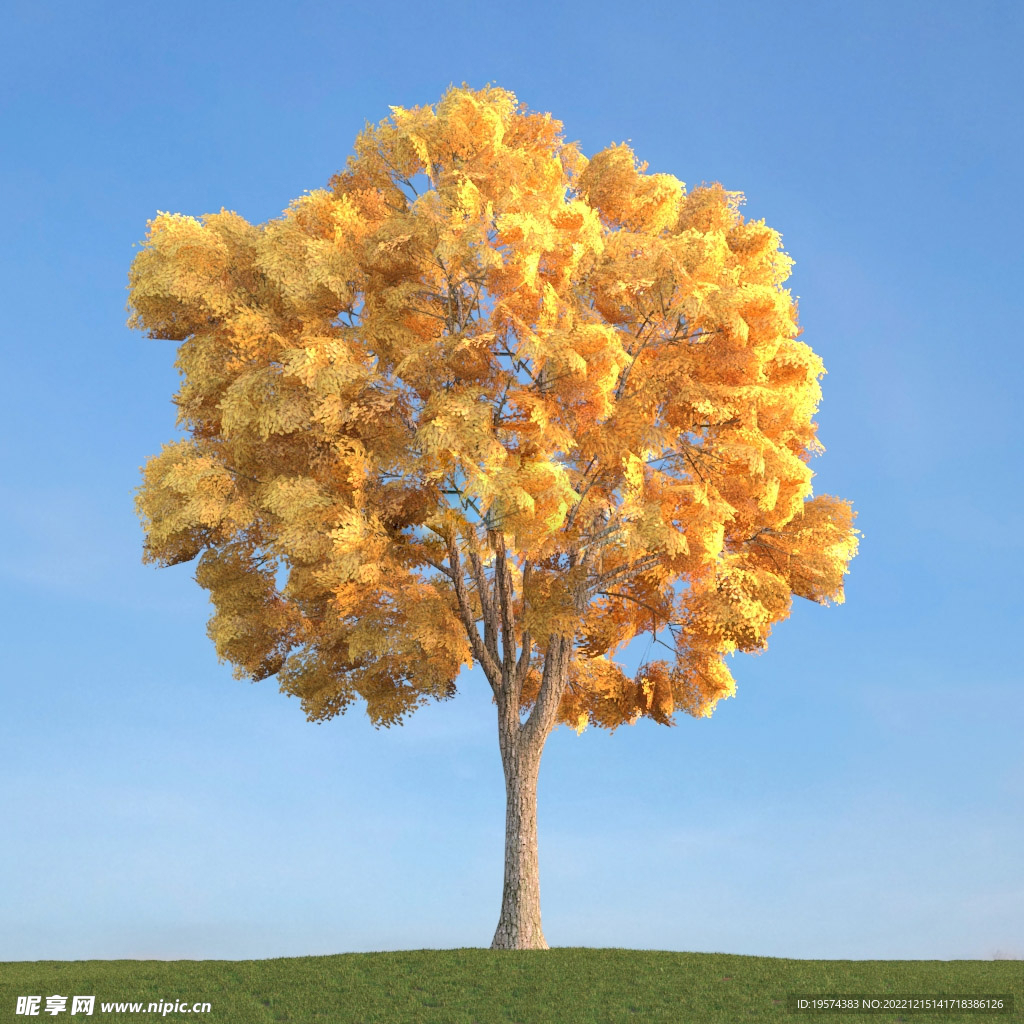 C4D模型秋天的树