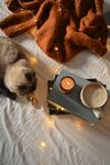 暹罗猫