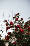 红色月季