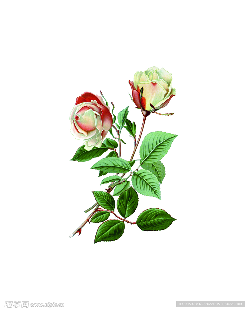  数码印花水彩花