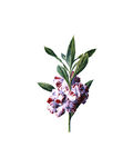  数码印花花卉