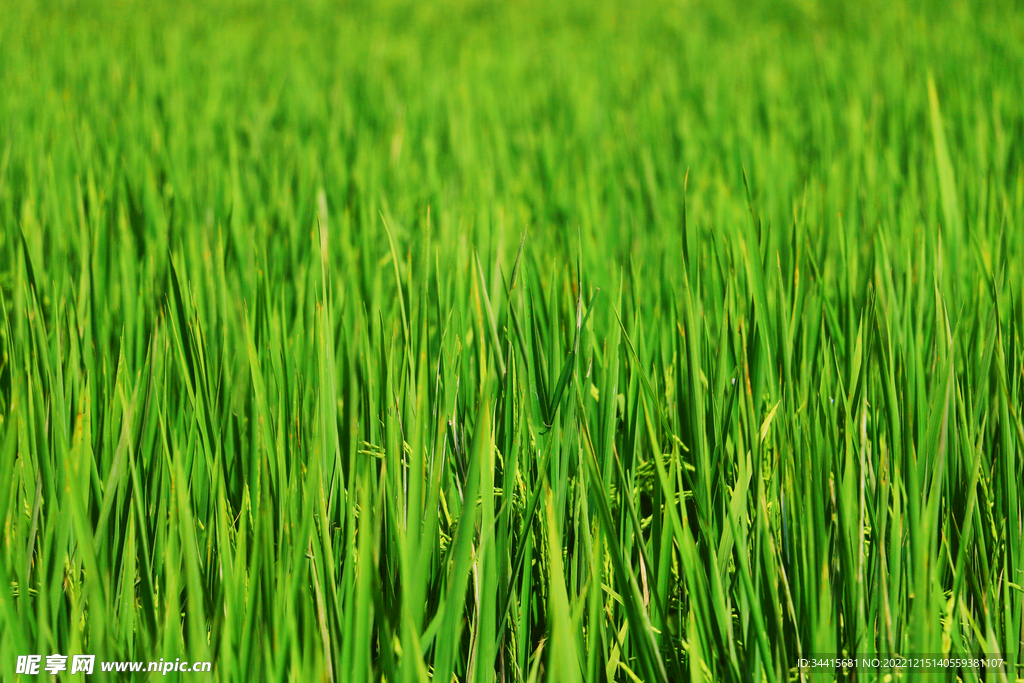 稻谷稻穗稻子