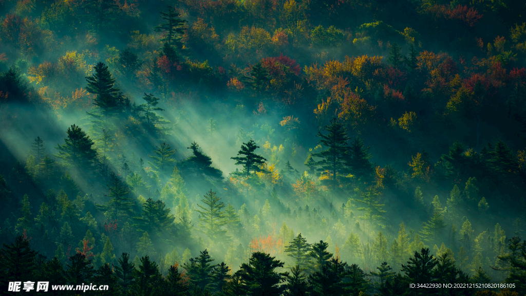 森林背景