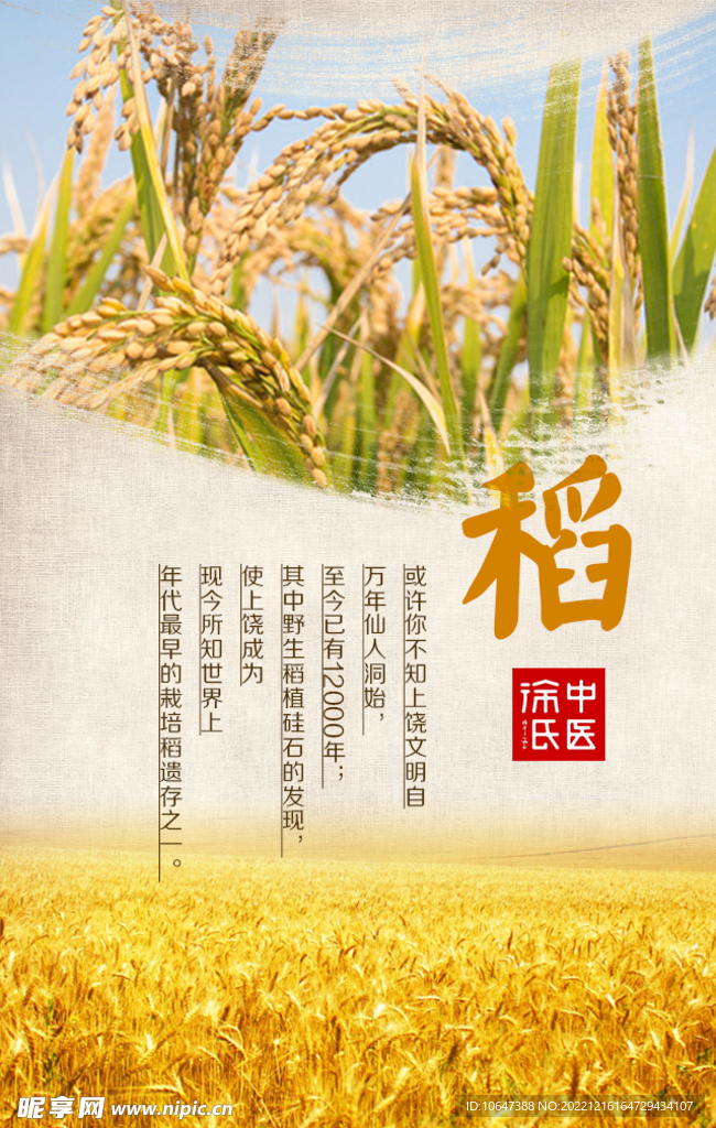 水稻