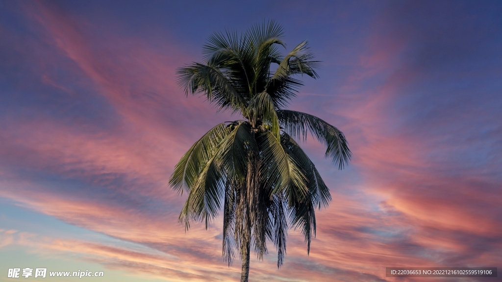 夏日黄昏棕榈树