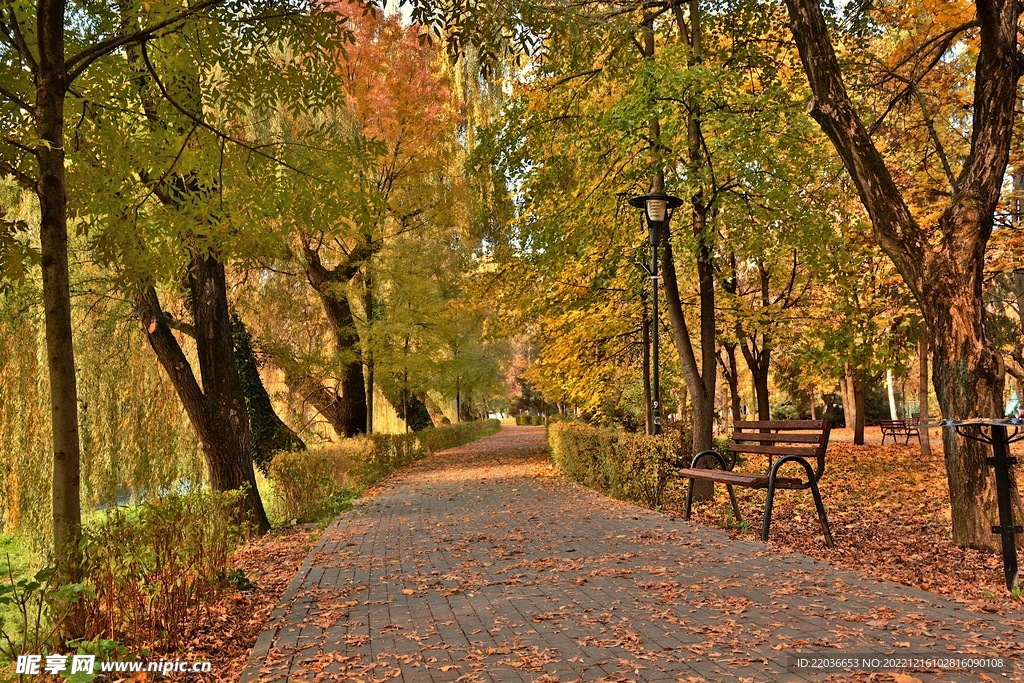 树林小路风景