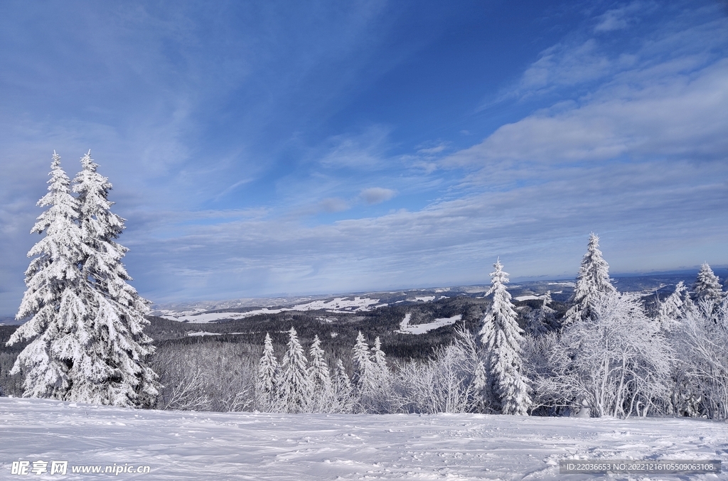 雪地雪松风景