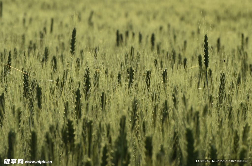 绿色有机未成熟小麦