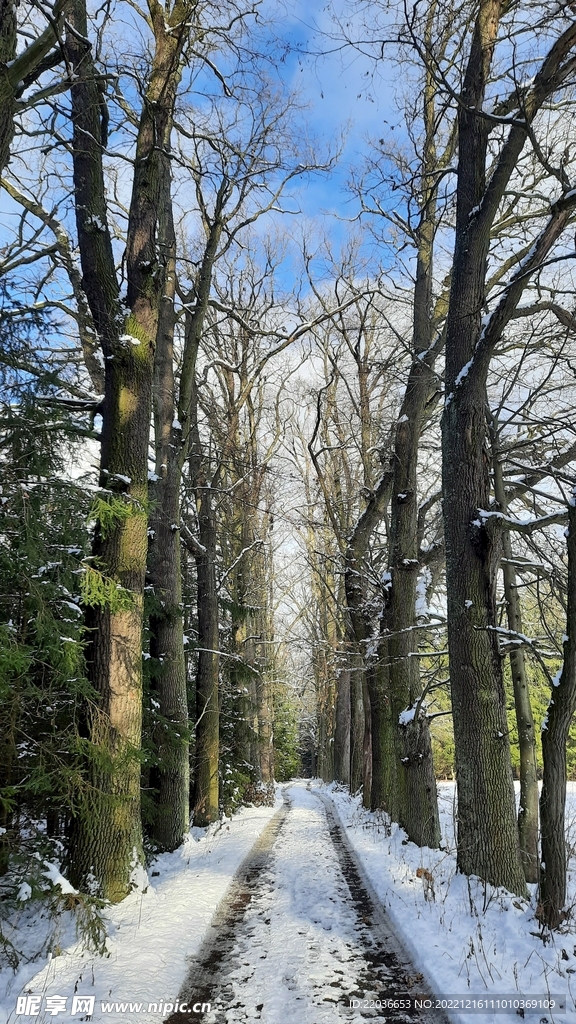 雪地光秃秃的树木