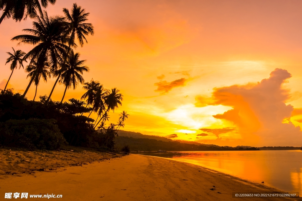 黄昏海岸沙滩椰子树