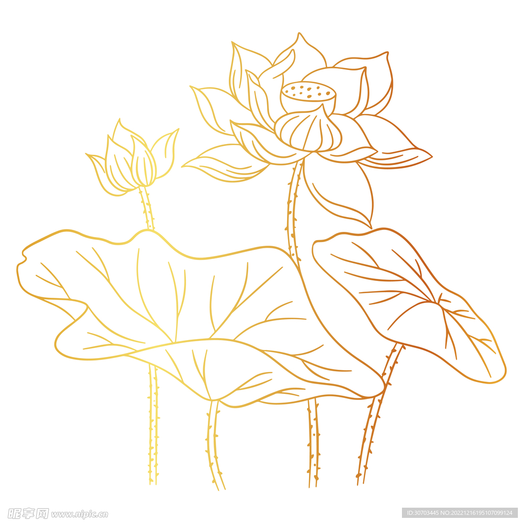 荷花