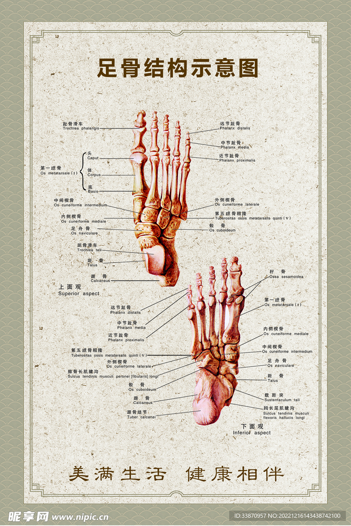 足骨结构示意图
