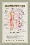 自主神经系概观