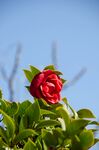 山茶花