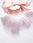 花与光影