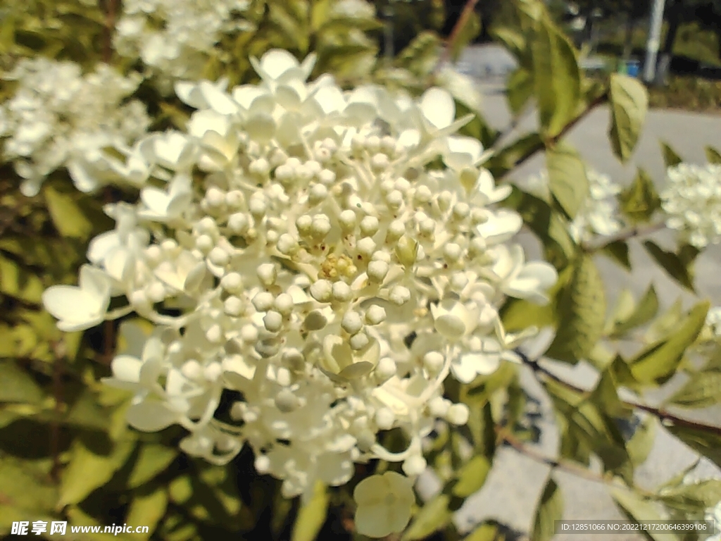 花