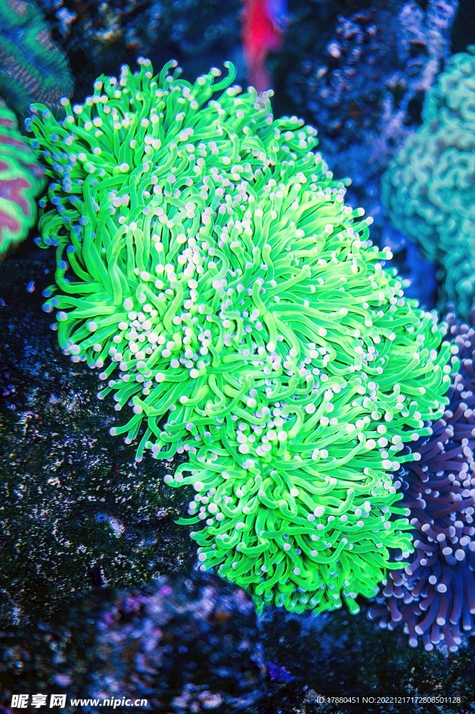 海底珊瑚