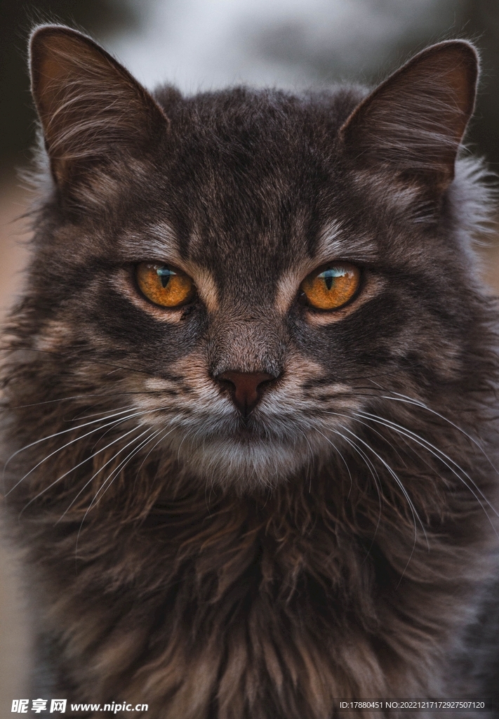 猫