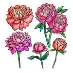 花纹 