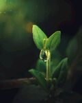 水珠