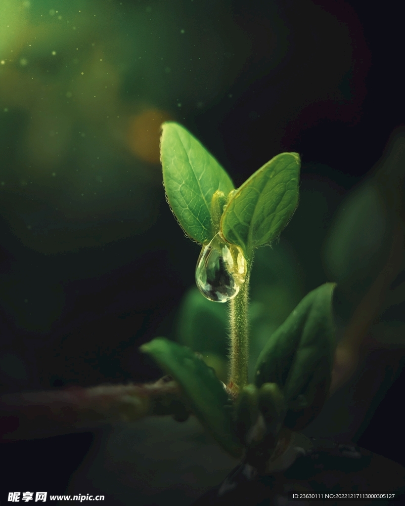 水珠