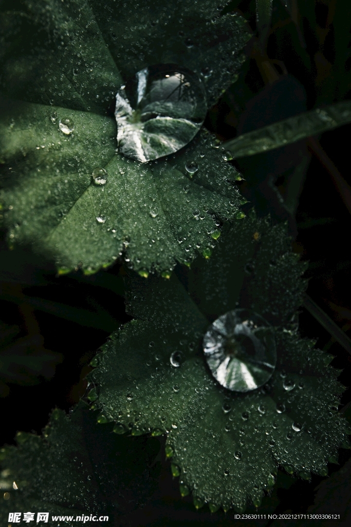 叶面水珠