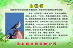 白鹡鸰