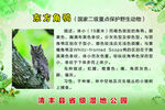 东方角鸮