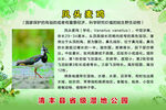 凤头麦鸡