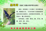 黑尔鸢