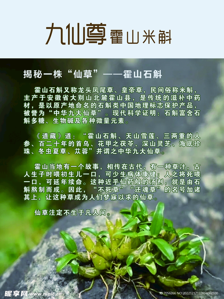 霍山米斛