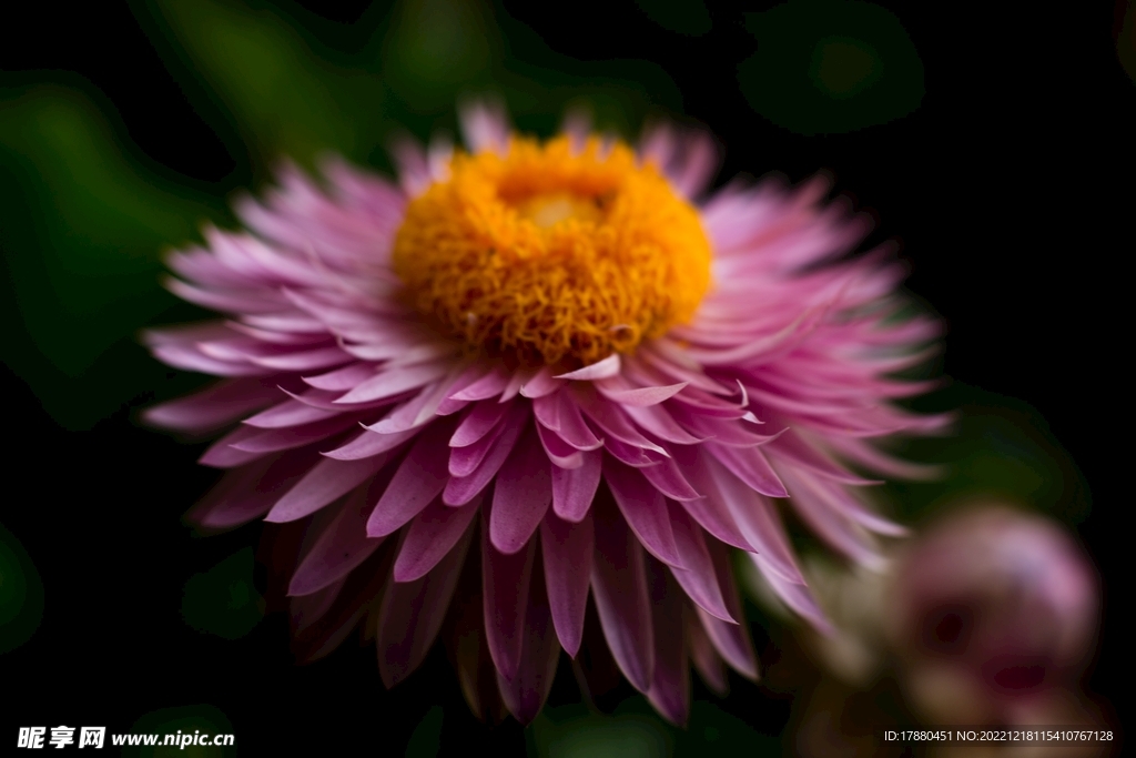 蜡菊