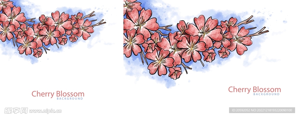 樱花  