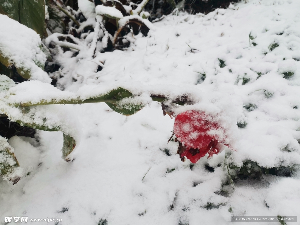 雪中红花