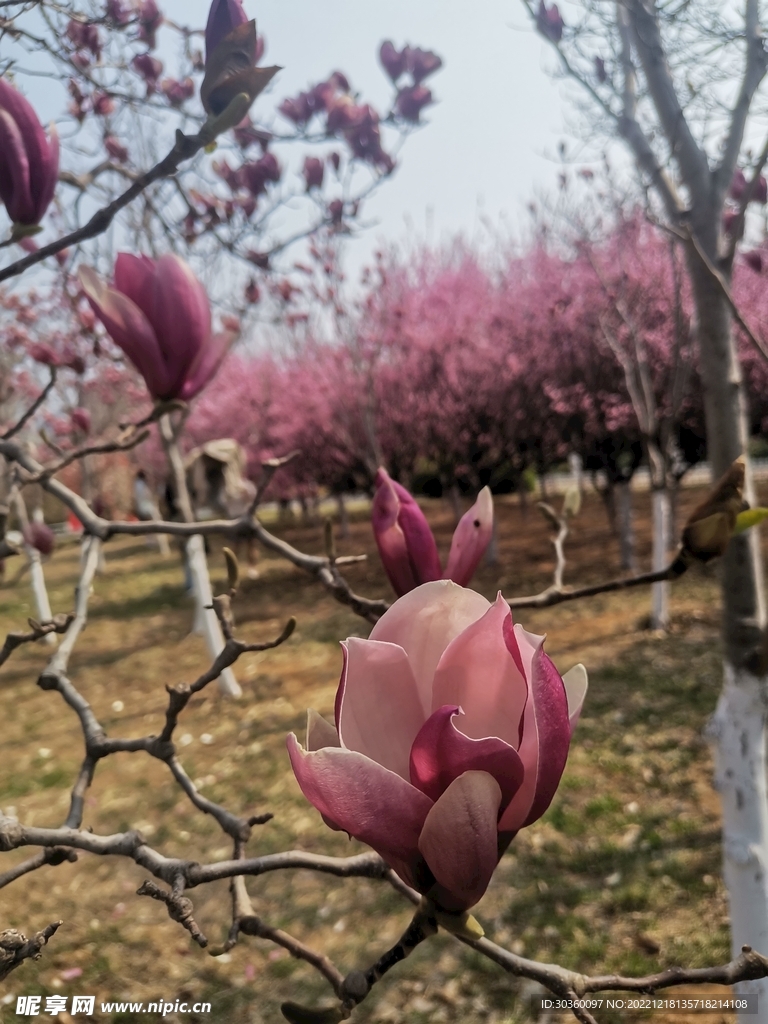 玉兰花