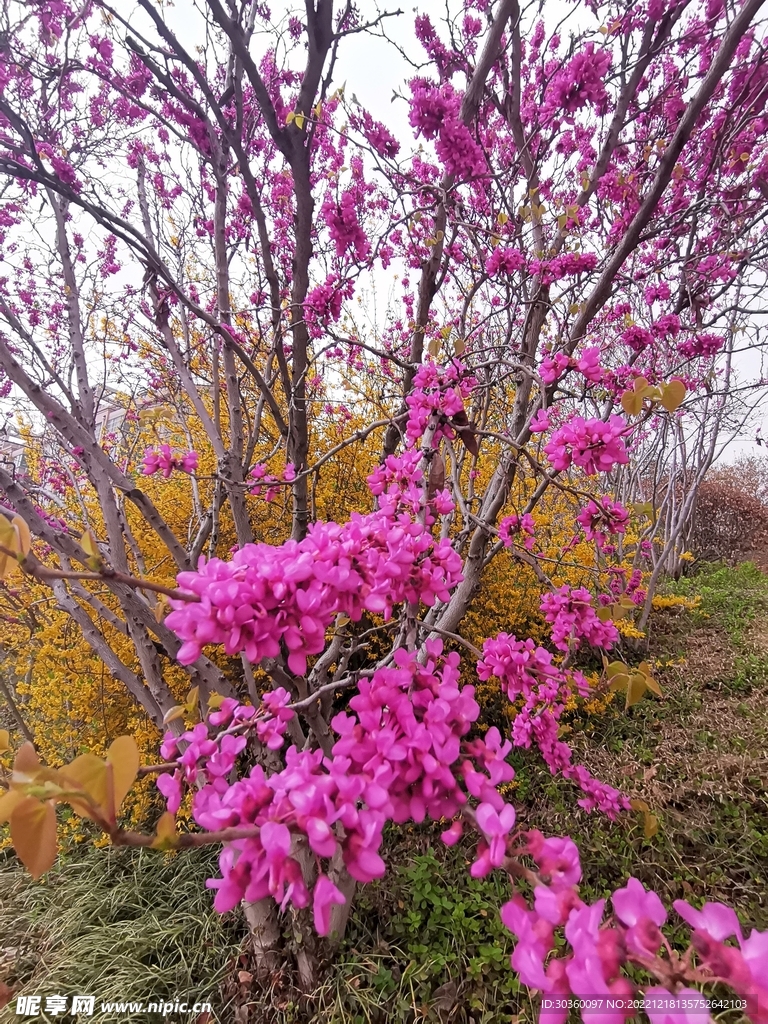 紫荆花