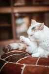 猫咪